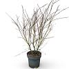 Acer palmatum Pot 12 liter 100 - 125 cm