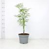 Acer pal. 'Dissectum' Pot 5 Liter 40 - 50 cm