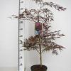 Acer pal. 'Garnet' Pot 7,5 Liter 60 - 80 cm