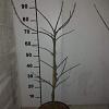 Acer pal. 'Garnet' Pot 7,5 Liter 60 - 80 cm