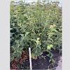 Acer rufinerve Pot 12 liter 125 - 150 cm