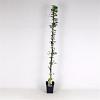 Akebia quinata Pot 5 Liter 150 - 175 cm