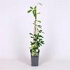 Akebia quinata 'Cream Form' Pot 2 Liter