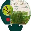 Festuca amethystina Pot 9 cm