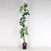 Campsis t. 'Mme Galen' Pot 5 Liter 150 - 175 cm
