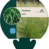Festuca mairei Pot 9 cm
