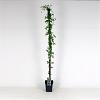 Clematis alpina Pot 5 Liter 150 - 175 cm