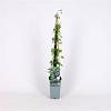 Clematis alpina Pot 5 Liter 150 - 175 cm