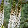 Liatris spicata 'Alba' Pot 9 cm