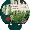 Liatris spicata 'Alba' Pot 9 cm