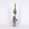 Clematis 'Etoile de Malicorne' Pot 2 Liter