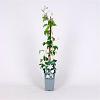 Clematis 'Gladys Picard' Pot 2 Liter