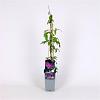 Clematis 'Kathleen Dunford' Pot 2 Liter