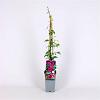 Clematis 'Madame Julia Correvon' Pot 2 Liter