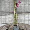Clematis 'Madame Julia Correvon' Pot 2 Liter