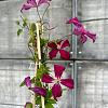 Clematis 'Madame Julia Correvon' Pot 2 Liter