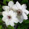 Clematis 'Miss Bateman' Pot 2 Liter80 - 100 cm