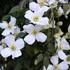 Clematis montana grandiflora Pot 2 Liter80 - 100 cm