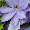 Clematis 'Mrs Cholmondeley' Pot 2 Liter