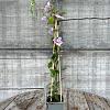 Clematis 'Piilu' Pot 2 Liter