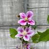 Clematis 'Piilu' Pot 2 Liter