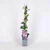 Clematis 'Piilu' Pot 2 Liter