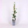 Clematis 'Shirayukihime' Pot 2 Liter