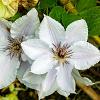 Clematis 'Snow Queen' Pot 2 Liter