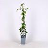 Clematis spooneri Pot 2 Liter