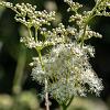 Filipendula vulgaris 'Multiplex' Pot 9 cm