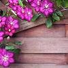 Clematis 'Ville de Lyon' Pot 2 Liter