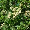 Clematis vitalba Pot 5 Liter 150 - 175 cm