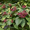 Clerodendrum trichotomum Pot 12 liter 100 - 125 cm