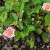 Fragaria 'Frel' Pot 9 cm