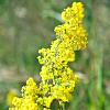 Galium verum Pot 9 cm