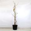 Corylus a. 'Contorta' Pot 12 liter 150 - 175 cm