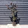 Corylus 'Red Majestic' Pot 12 liter 125 - 150 cm