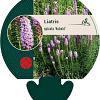 Liatris spicata 'Kobold' Pot 9 cm