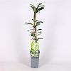 Exochorda racem. 'Niagara' Pot 2 Liter