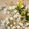 Exochorda racem. 'Niagara' Pot 2 Liter