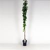 Fallopia baldschuanica Pot 5 Liter 150 - 175 cm