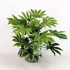 Fatsia japonica 'Spider's Web' Pot 5 Liter 