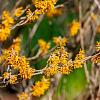 Hamamelis int. 'Aphrodite' Pot 7,5 Liter 80 - 100 cm