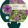 Geranium Dragon Heart Pot 9 cm
