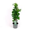 Hydrangea petiolaris Pot 7,5 Liter 60 - 80 cm