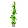Hydrangea petiolaris Pot 15 liter 175 - 200 cm