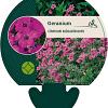 Geranium cinereum subcaulescens Pot 9 cm