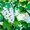 Hydrangea querc. Ice Crystal Pot 12 liter 