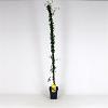 Jasminum nudiflorum Pot 5 Liter 150 - 175 cm