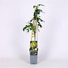 Laburnum anagyroides Pot 2 Liter